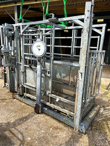 Iae cattle crush - cattle,