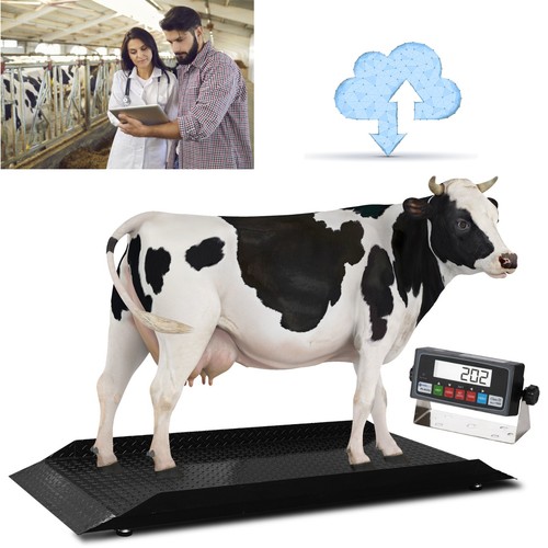 X84 livestock cattle - 30″x84″, /